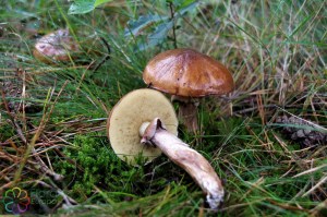 Suillus luteus (4)